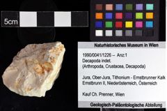 Foto (Objket + Etiketten) von Decapoda indet. 